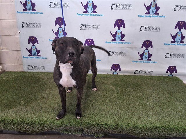 SHEBA - Pit Bull Terrier for adoption in Orlando