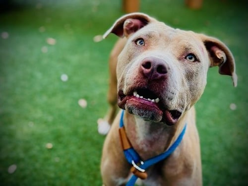 *STRAWBERRY - Pit Bull Terrier available for adoption