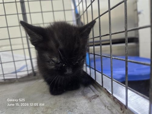A598569 - Domestic Short Hair available for adoption