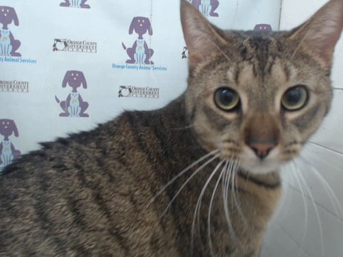 NUGGET - Domestic Short Hair available for adoption