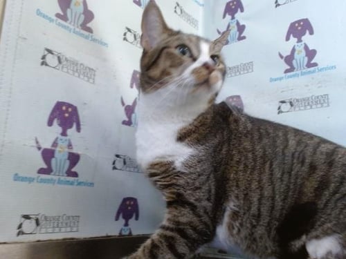 CHUNKY MONKEY - Domestic Short Hair available for adoption