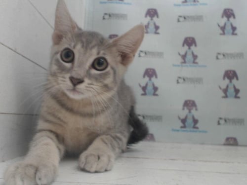 *ZIGGY - Domestic Short Hair available for adoption