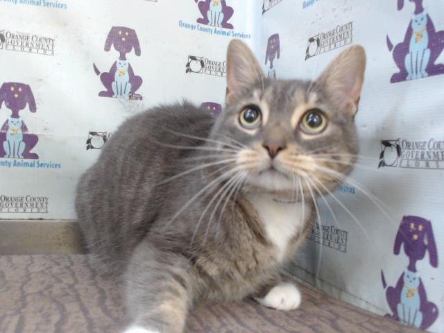 LEO - Domestic Short Hair available for adoption