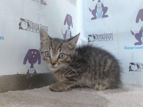 *ZAXBY - Domestic Short Hair available for adoption
