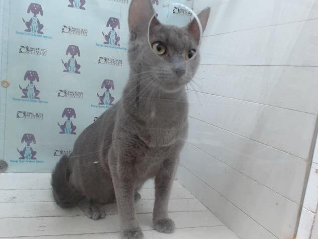 SMOKIE Image
