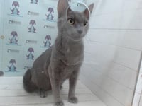 SMOKIE - Photo 1