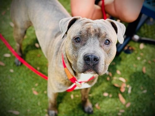 RUSTY - Pit Bull Terrier available for adoption