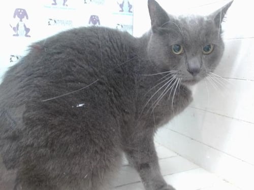 KRAMER - Domestic Short Hair available for adoption