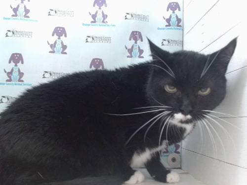EEVEE - Domestic Short Hair available for adoption
