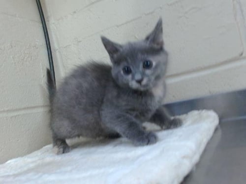 A596115 - Domestic Short Hair available for adoption