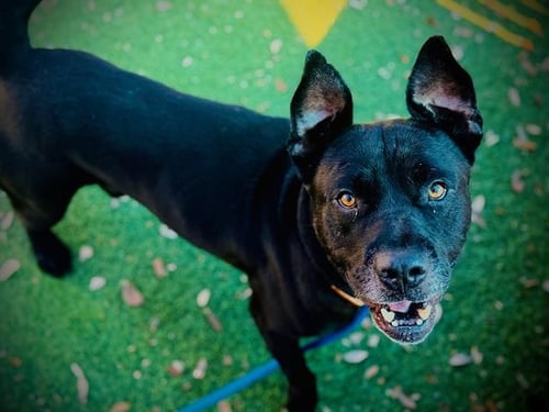 *REGAL - Labrador Retriever available for adoption