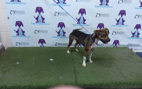 A605090 - Beagle available for adoption