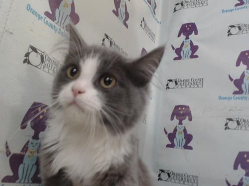 *AGNES - Domestic Medium Hair available for adoption