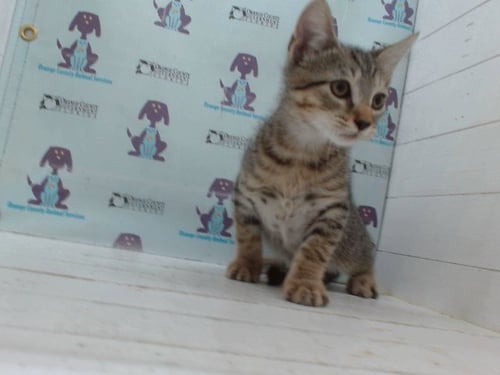 *MOJAVE - Domestic Short Hair available for adoption