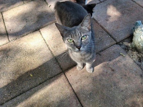 MOMMY - Domestic Short Hair available for adoption