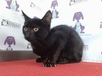 BINX - Photo 1