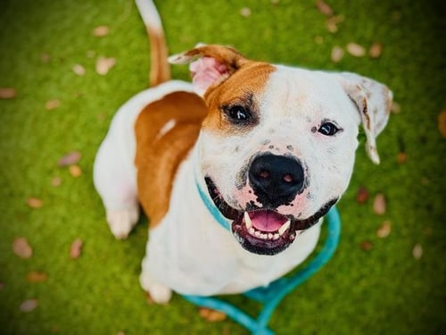 PETEY - Pit Bull Terrier available for adoption