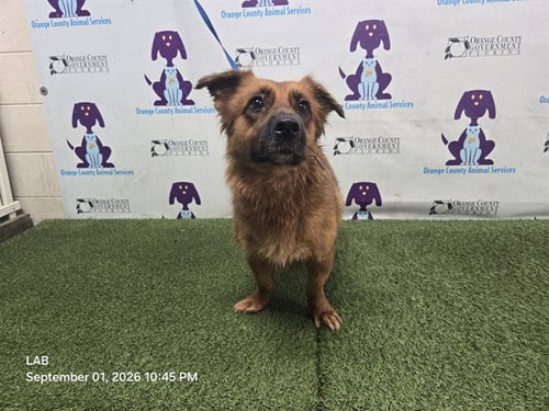 *ABBY - Shetland Sheepdog Sheltie / German Shepherd Dog available for adoption
