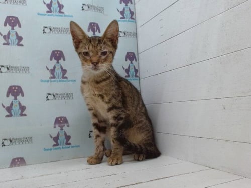 *BUTTER - Domestic Short Hair available for adoption