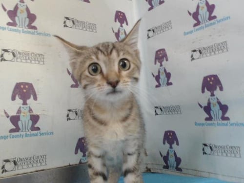 STORMI - Domestic Short Hair available for adoption