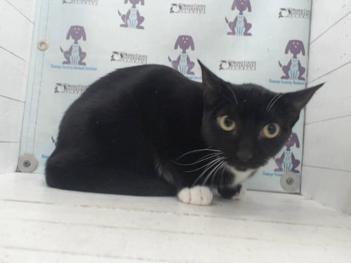 ECLISPE - Domestic Short Hair available for adoption