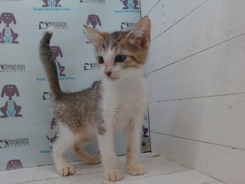 *BUTTERFINGER - Domestic Short Hair available for adoption