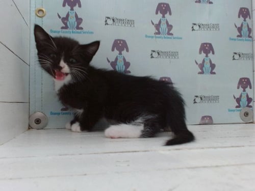 SAM - Domestic Short Hair available for adoption