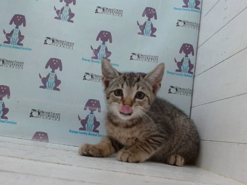 *SANTINO - Domestic Short Hair available for adoption