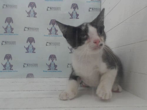 *PO - Domestic Short Hair available for adoption