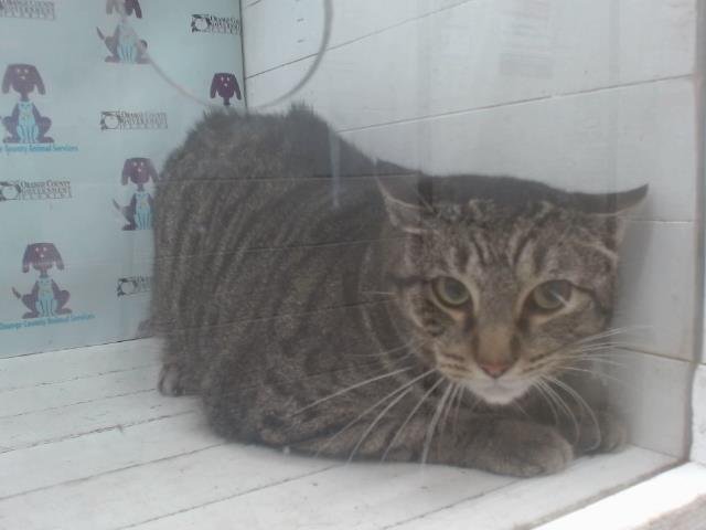 *FERN - Domestic Short Hair for adoption in Orlando