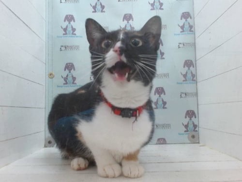 BEVELRY - Domestic Short Hair available for adoption