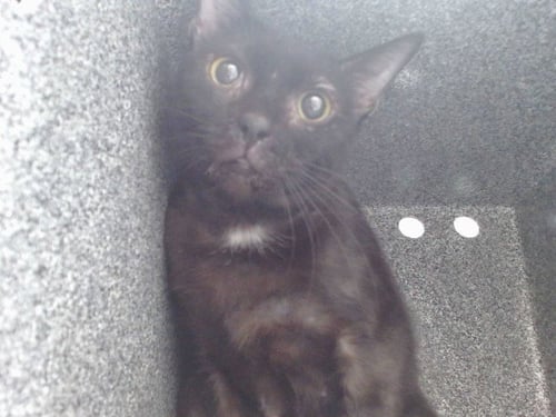 A605271 - Domestic Short Hair available for adoption