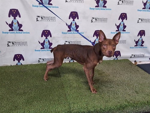 SOLDIER - Pit Bull Terrier / Doberman Pinscher available for adoption