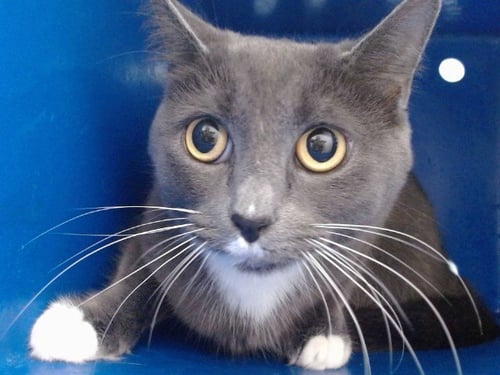 MOON - Domestic Short Hair available for adoption