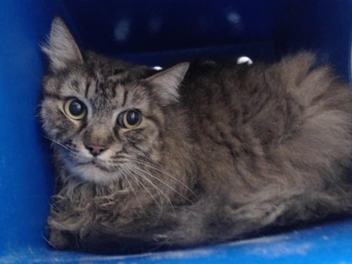 YODA - Domestic Medium Hair available for adoption