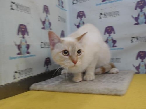 LEXI - Domestic Short Hair available for adoption