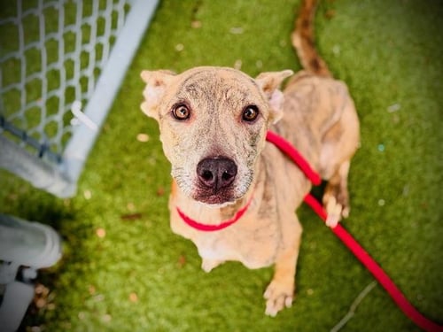 LADY - Pit Bull Terrier available for adoption