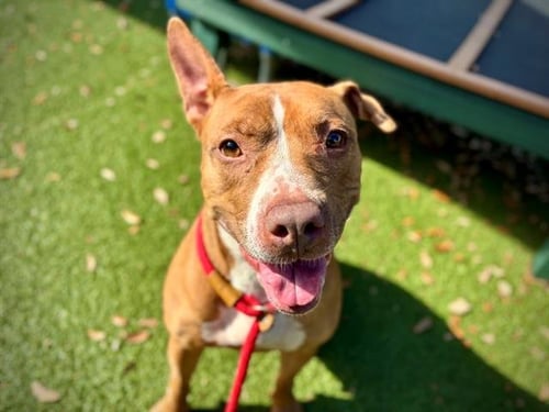 RAYA - Pit Bull Terrier available for adoption