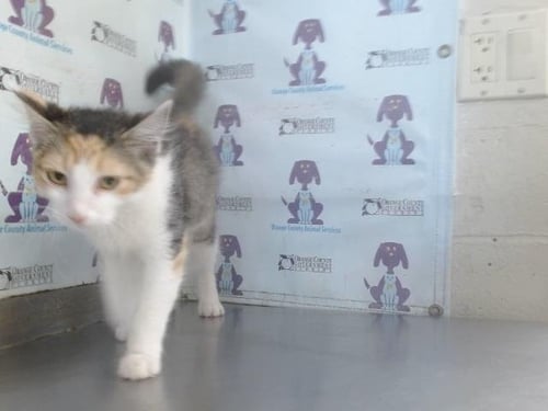 *HERA - Domestic Medium Hair for adoption in Orlando