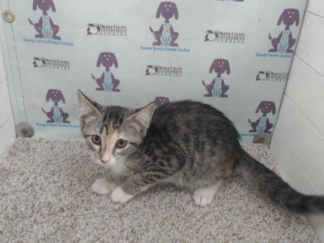 *MEOWTH Image