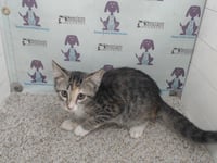 *MEOWTH - Photo 1