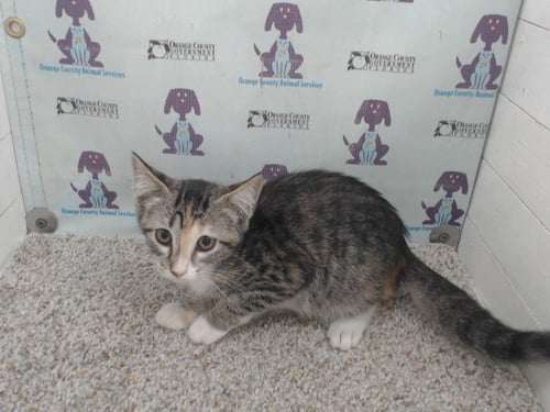 *MEOWTH - Domestic Short Hair for adoption in Orlando