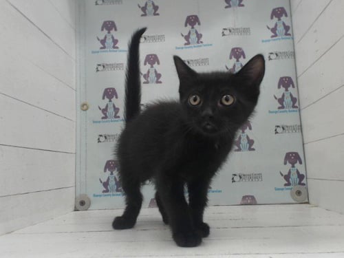 *MAHI - Domestic Short Hair available for adoption