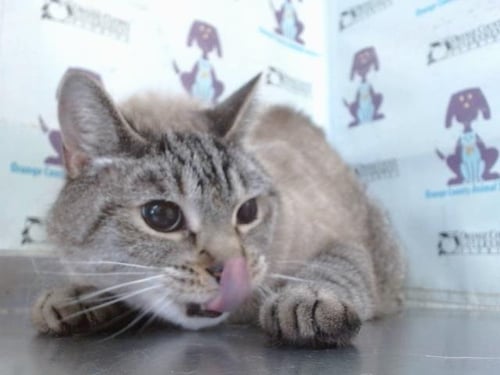 BLUE - Domestic Short Hair available for adoption