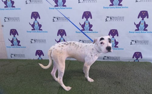 PARIS - Chinese Shar-Pei / Dalmatian available for adoption