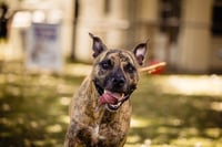 SMOKEY - Photo 1