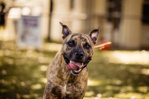 SMOKEY - Pit Bull Terrier available for adoption