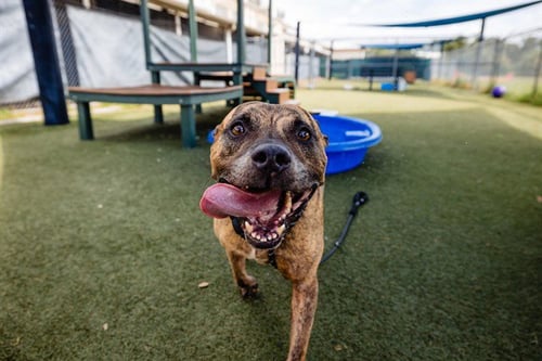 SMOKEY - Pit Bull Terrier available for adoption