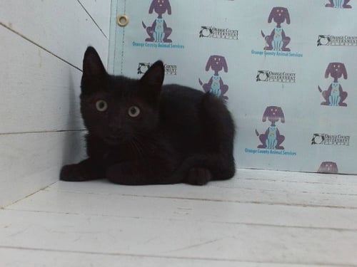 A605876 - Domestic Short Hair available for adoption