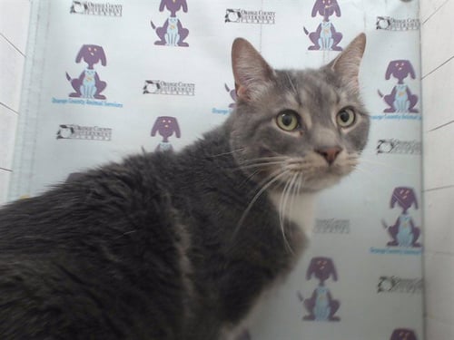 PEANUT - Domestic Short Hair for adoption in Orlando